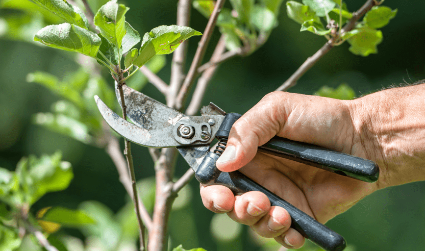 TREE SERVICES